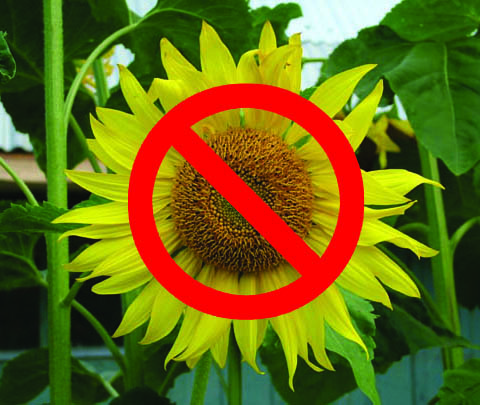 no sunflowers